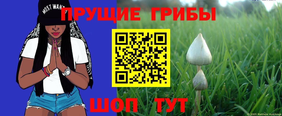 Псилоцибиновые грибы мицелий Кстово